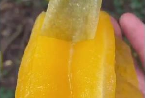 社區水果團購配送項目，你要不要也玩玩！