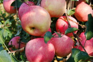 [微信賣水果]揭秘微信賣水果如何從0到月入10000，我復(fù)盤了這些實(shí)操步驟，小白看完馬上能用！