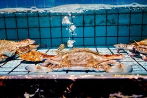 [短視頻賣海鮮]抖音短視頻這樣賣海鮮特產(chǎn)，新手也能輕輕松松日賺過千