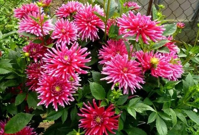 秋天的花秋天的花有哪些花開插圖8