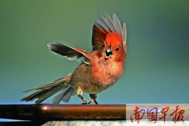 焦點圖焦點圖是什么意思網絡用語插圖5