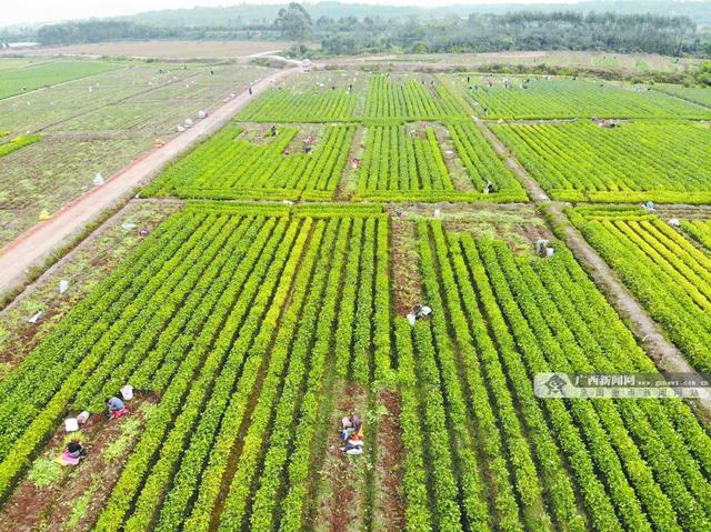 焦點圖焦點圖是什么意思網絡用語插圖7