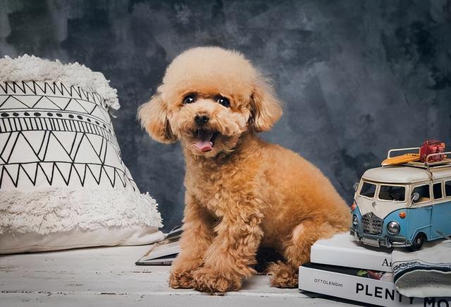 貴賓犬圖片貴賓犬圖片造型圖片大全插圖2