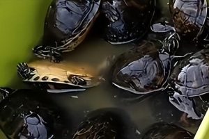 烏龜怎么做好吃請問烏龜怎么做好吃