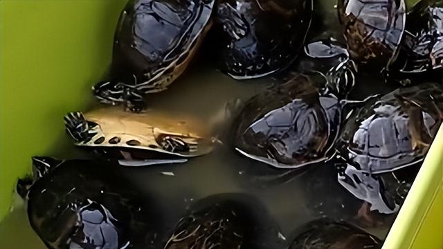 烏龜怎么做好吃請問烏龜怎么做好吃插圖