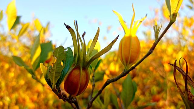 加入公會的主播最傻加入公會的主播最傻的是誰呀插圖2