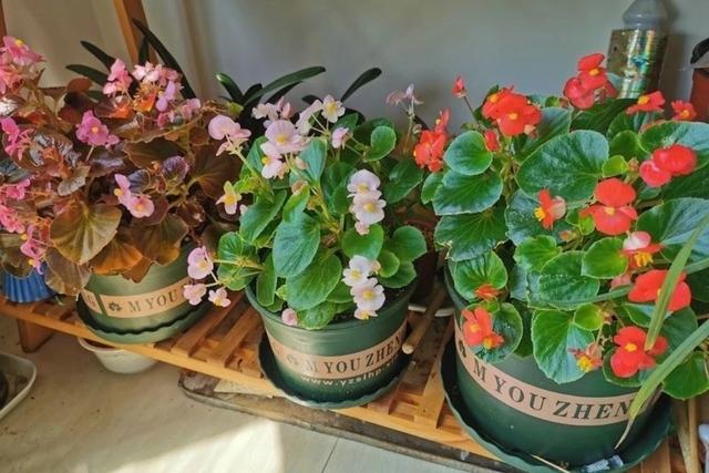 秋天的花秋天的花有哪些花開插圖3