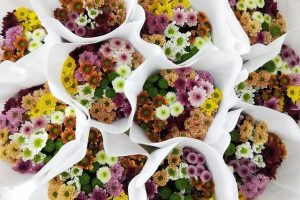 女生的小雛菊長什么樣女生的小雛菊長什么樣(不是花)照片