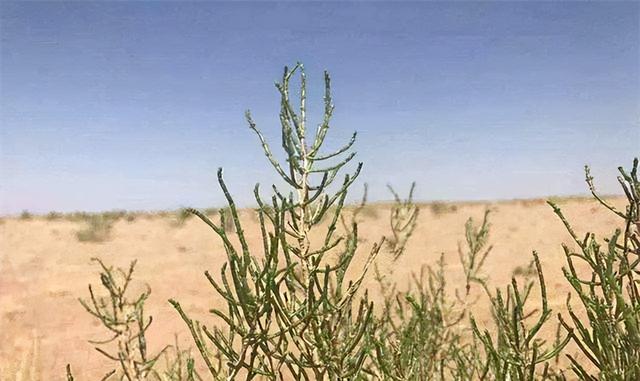 螞蟻森林暴露消費記錄通過螞蟻森林看消費記錄插圖6