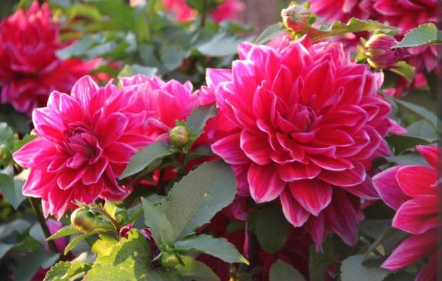 秋天的花秋天的花有哪些花開插圖9