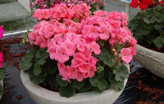 秋天的花秋天的花有哪些花開插圖1