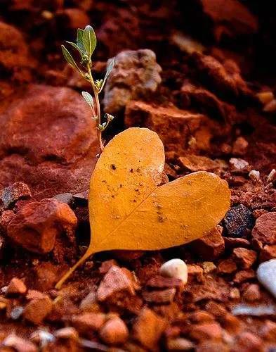 淺草淺草才能沒馬蹄的意思插圖2