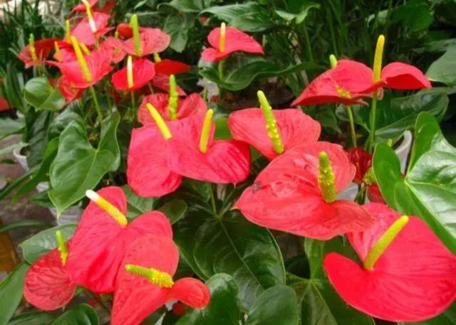 秋天的花秋天的花有哪些花開插圖6