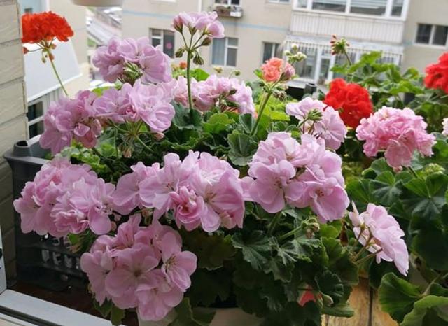 秋天的花秋天的花有哪些花開插圖