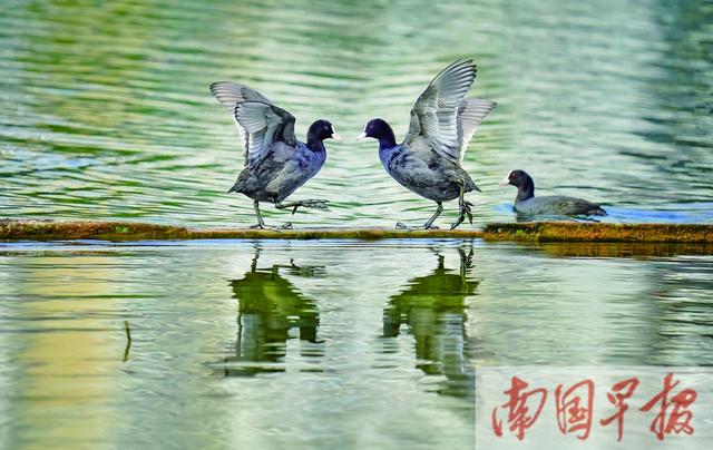 焦點圖焦點圖是什么意思網絡用語插圖4