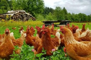 投資1000元養殖投資1000元養殖有上門回收的嗎多少錢