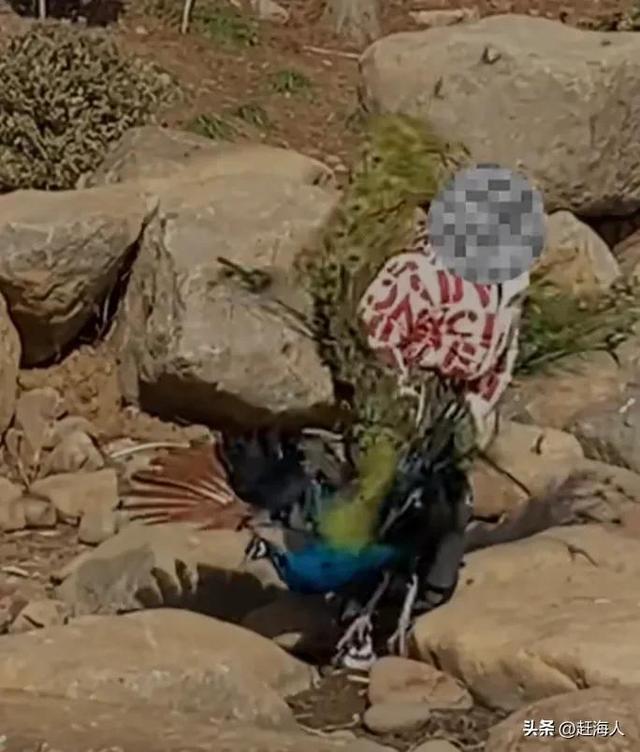 世界上最恐怖的孔雀世界上最恐怖的孔雀長什么樣插圖2