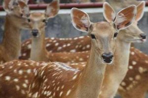 2022年養什么掙錢最快的2022年養啥最掙錢