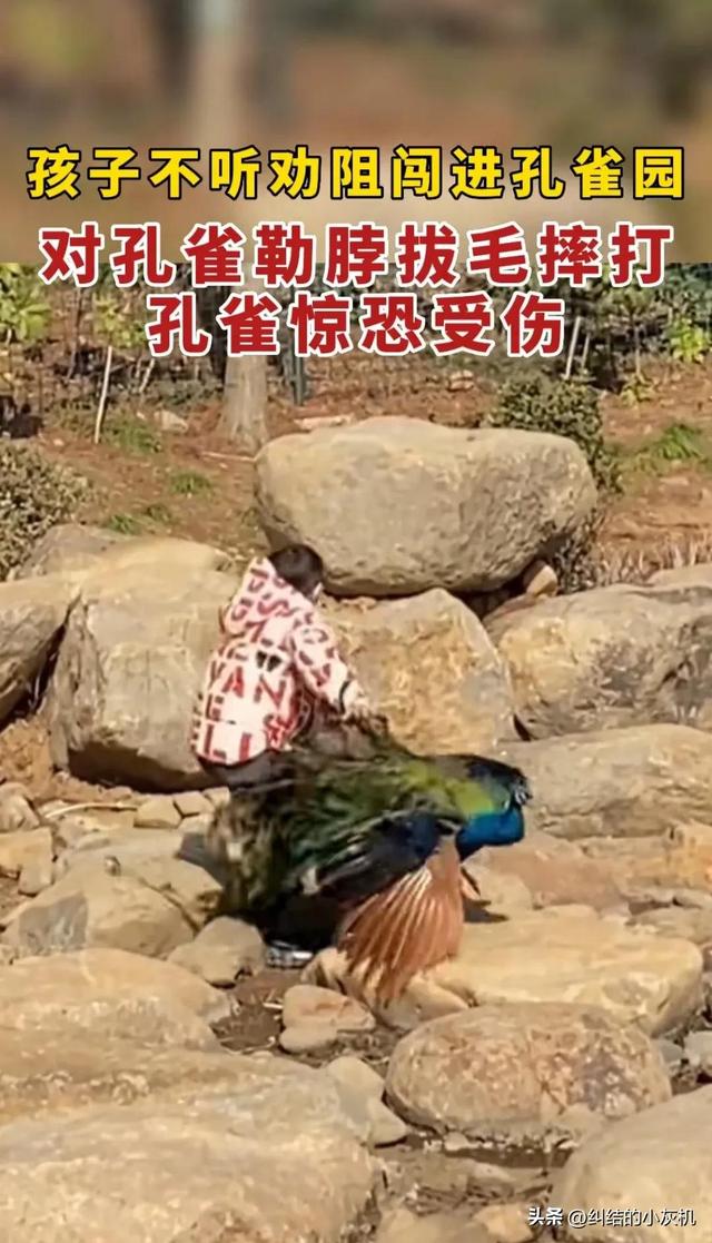 世界上最恐怖的孔雀世界上最恐怖的孔雀長什么樣子圖片插圖2