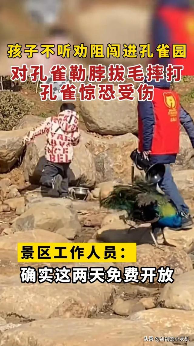 世界上最恐怖的孔雀世界上最恐怖的孔雀長什么樣子圖片插圖3