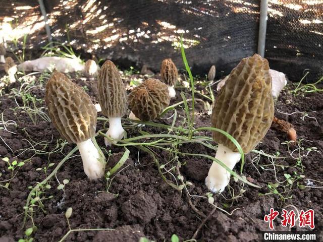 鄉鎮空缺生意鄉鎮空缺生意手工活加工插圖3