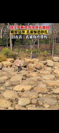 世界上最恐怖的孔雀世界上最恐怖的孔雀長什么樣子圖片插圖