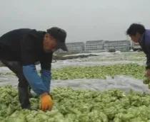 低調賺大錢的灰色行業文華財經期貨app下載官網插圖7