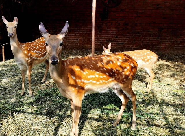 2022年養(yǎng)什么掙錢最快的2022年養(yǎng)啥最掙錢插圖1