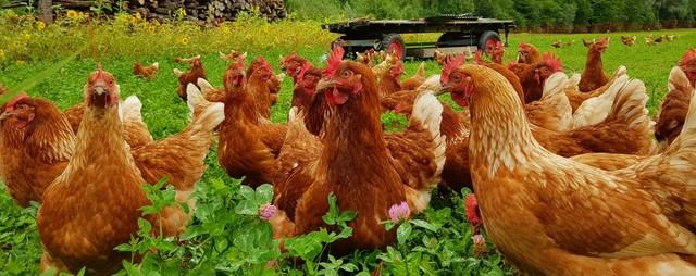 投資1000元養殖投資1000元養殖有上門回收的嗎多少錢插圖4