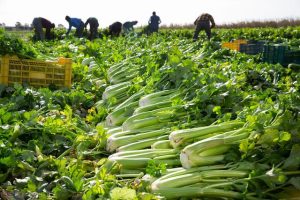 匡威鞋碼對照表匡威鞋碼對照表_尺寸