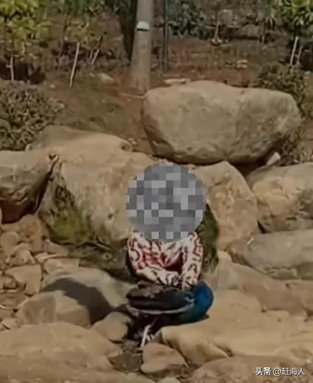 世界上最恐怖的孔雀世界上最恐怖的孔雀長什么樣插圖1