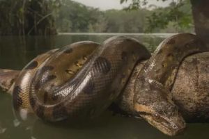 大蛇太難對付我堅(jiān)持不住了有兩條蛇住進(jìn)了我身體上虞子桑