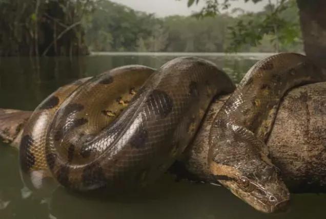 大蛇太難對付我堅持不住了有兩條蛇住進了我身體上虞子桑插圖