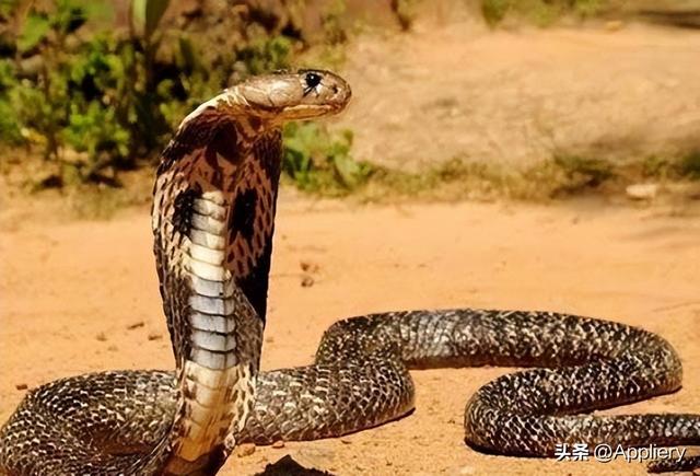 大蛇太難對(duì)付我堅(jiān)持不住了有兩條蛇住進(jìn)了我身體插圖